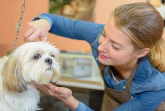 Kutyakozmetikus tanfolyam: szerezzen szakmát a nyár folyamán!